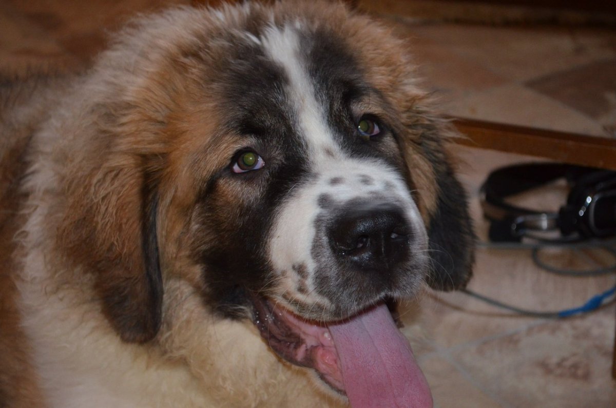 Алабай кавказский сторожевой