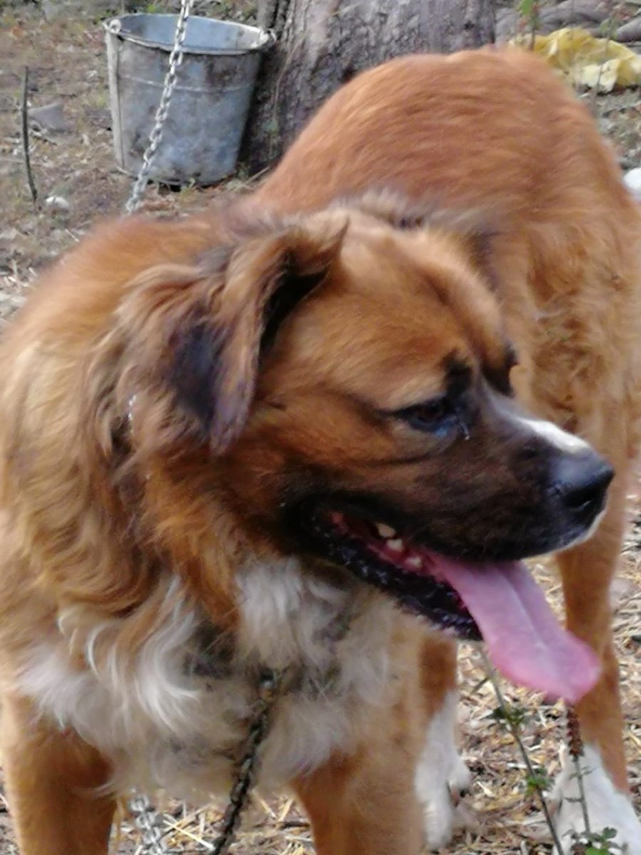 Московская сторожевая 1 месяц