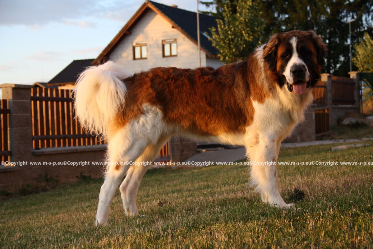 Метис Московской сторожевой