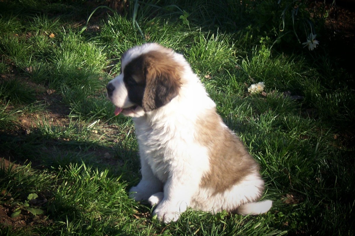 Кавказская овчарка Сенбернар Московская сторожевая
