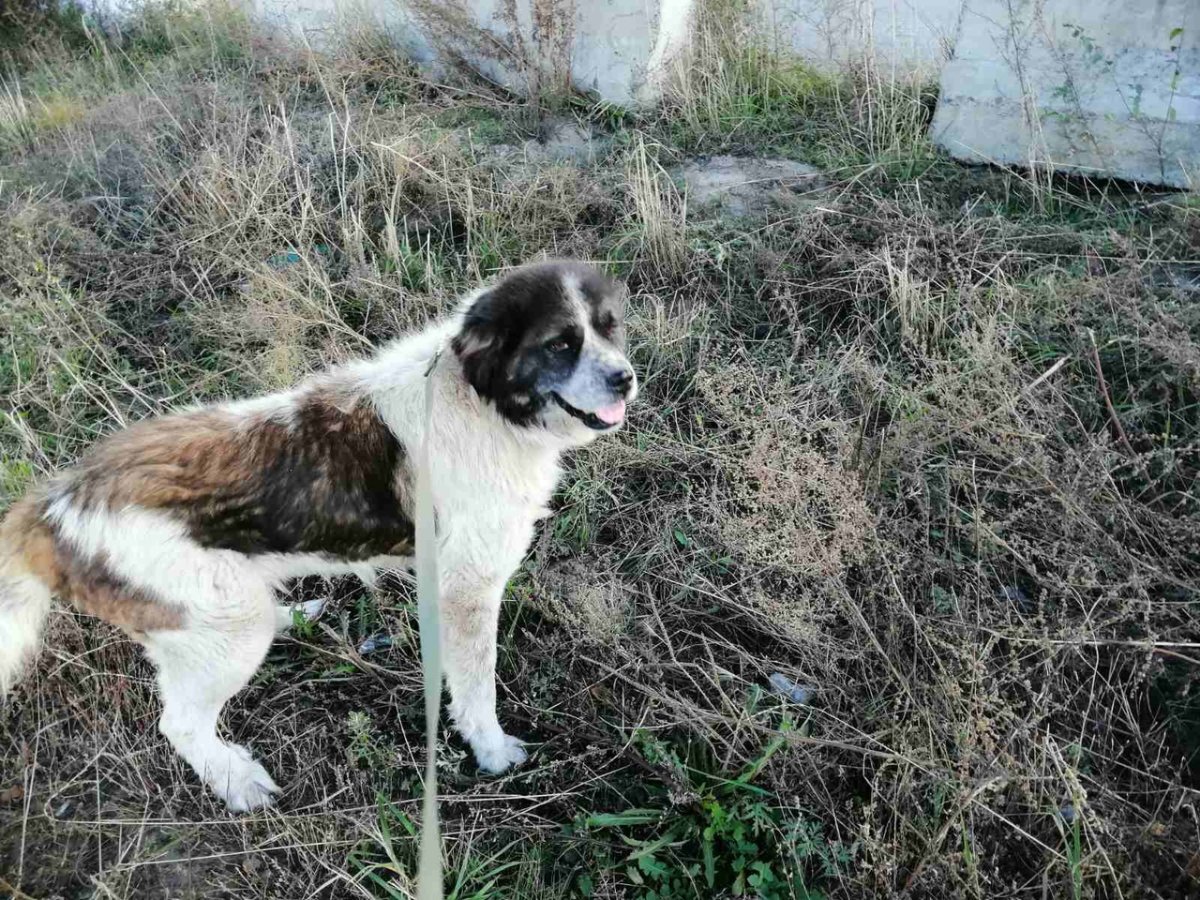 Московская сторожевая и алабай