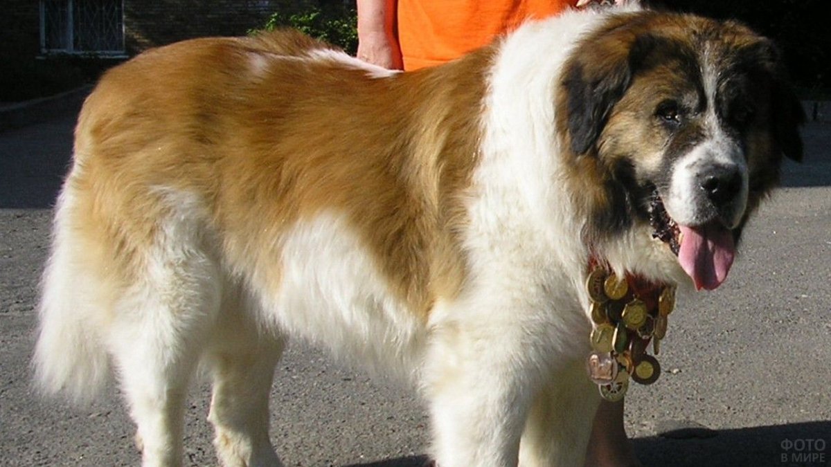 Собака Бимка