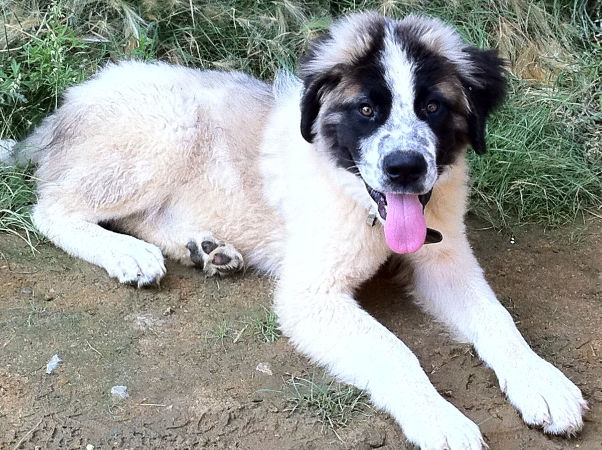 Сенбернар гладкошерстный