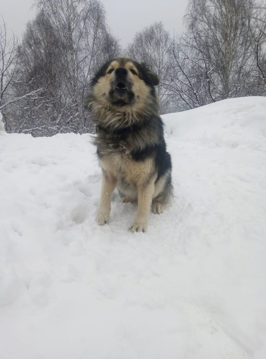 Мастиф собака Московская сторожевая