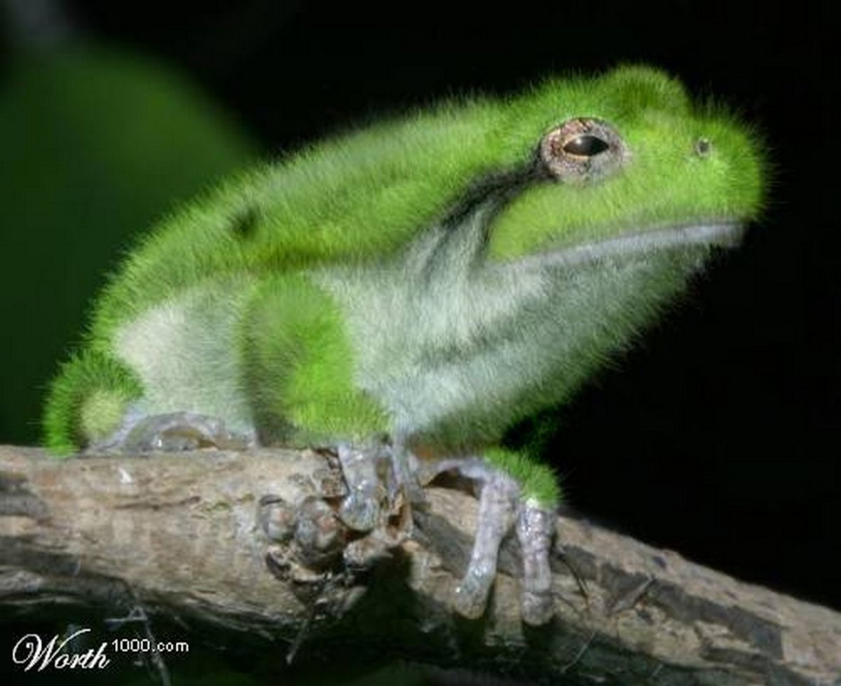 Trichobatrachus robustus