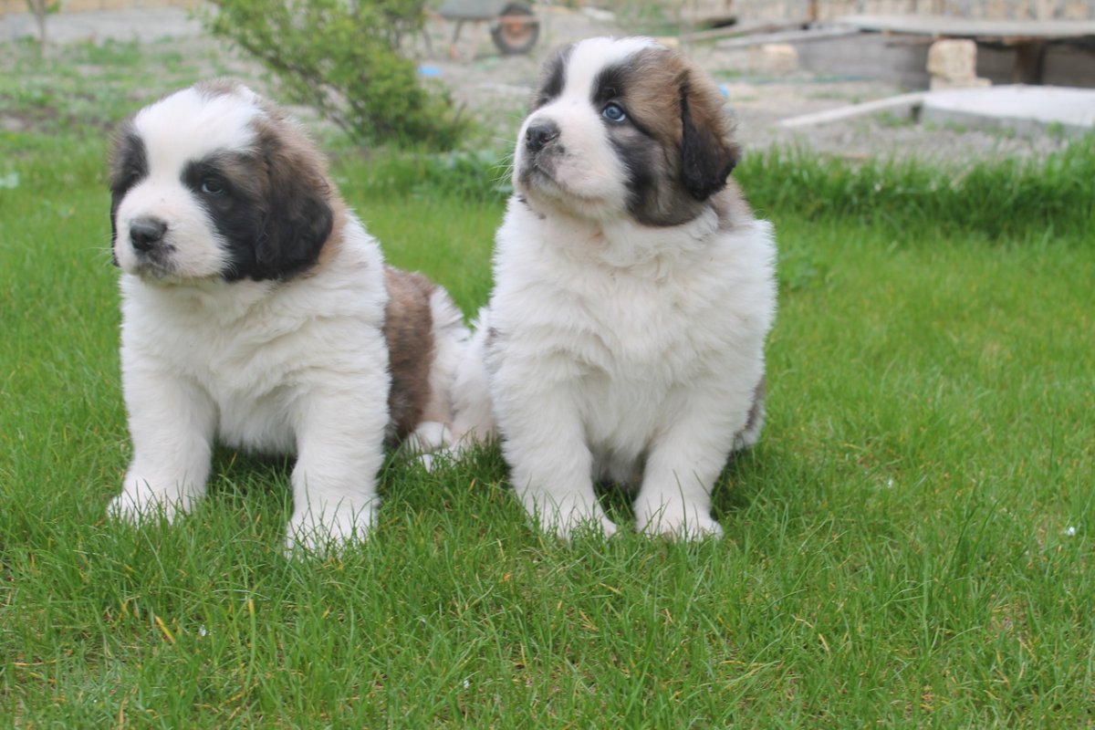 Небольшие сторожевые собаки