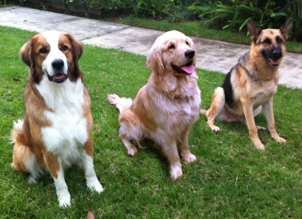 Помесь Московской сторожевой