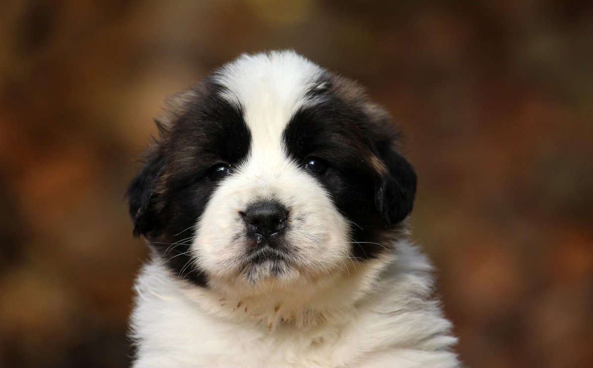 Московская сторожевая овчарка