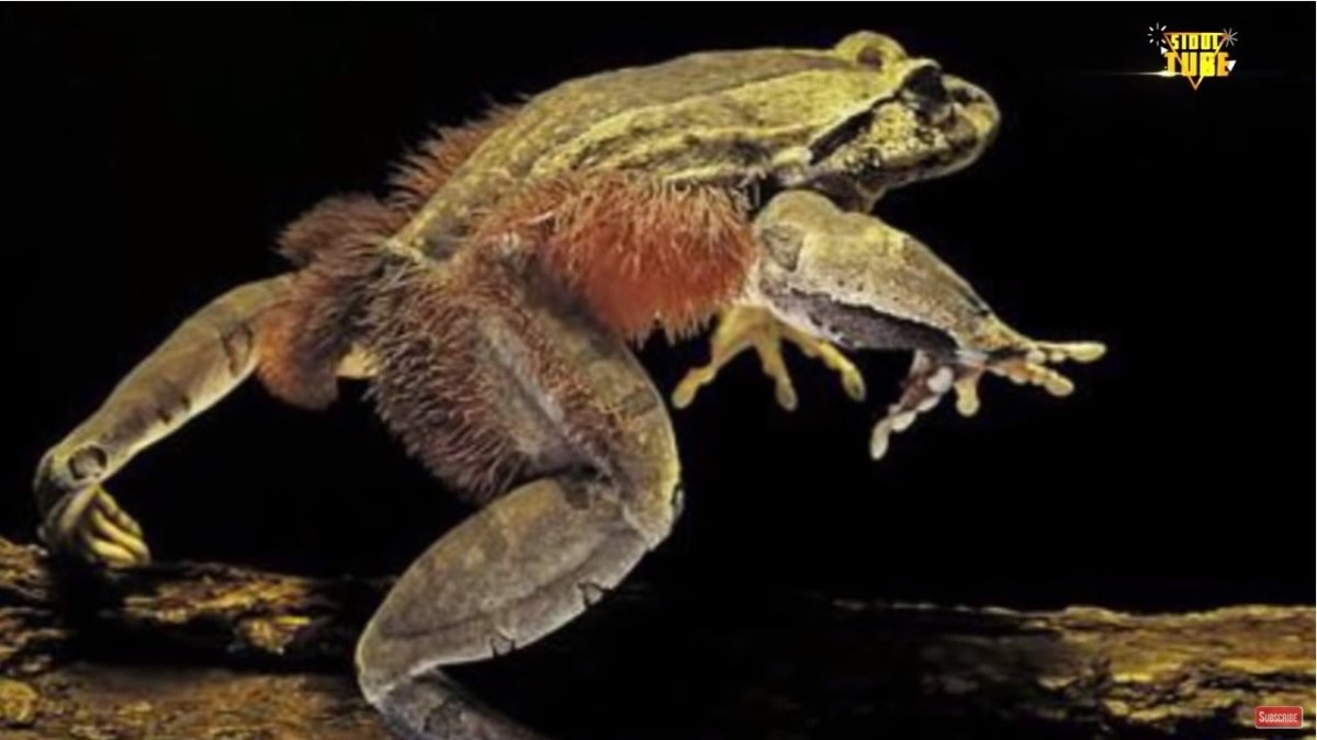 Лягушка квакша зеленая Эстетика