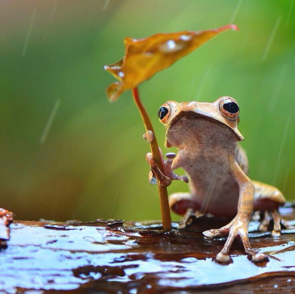 Вьетнамская мшистая лягушка