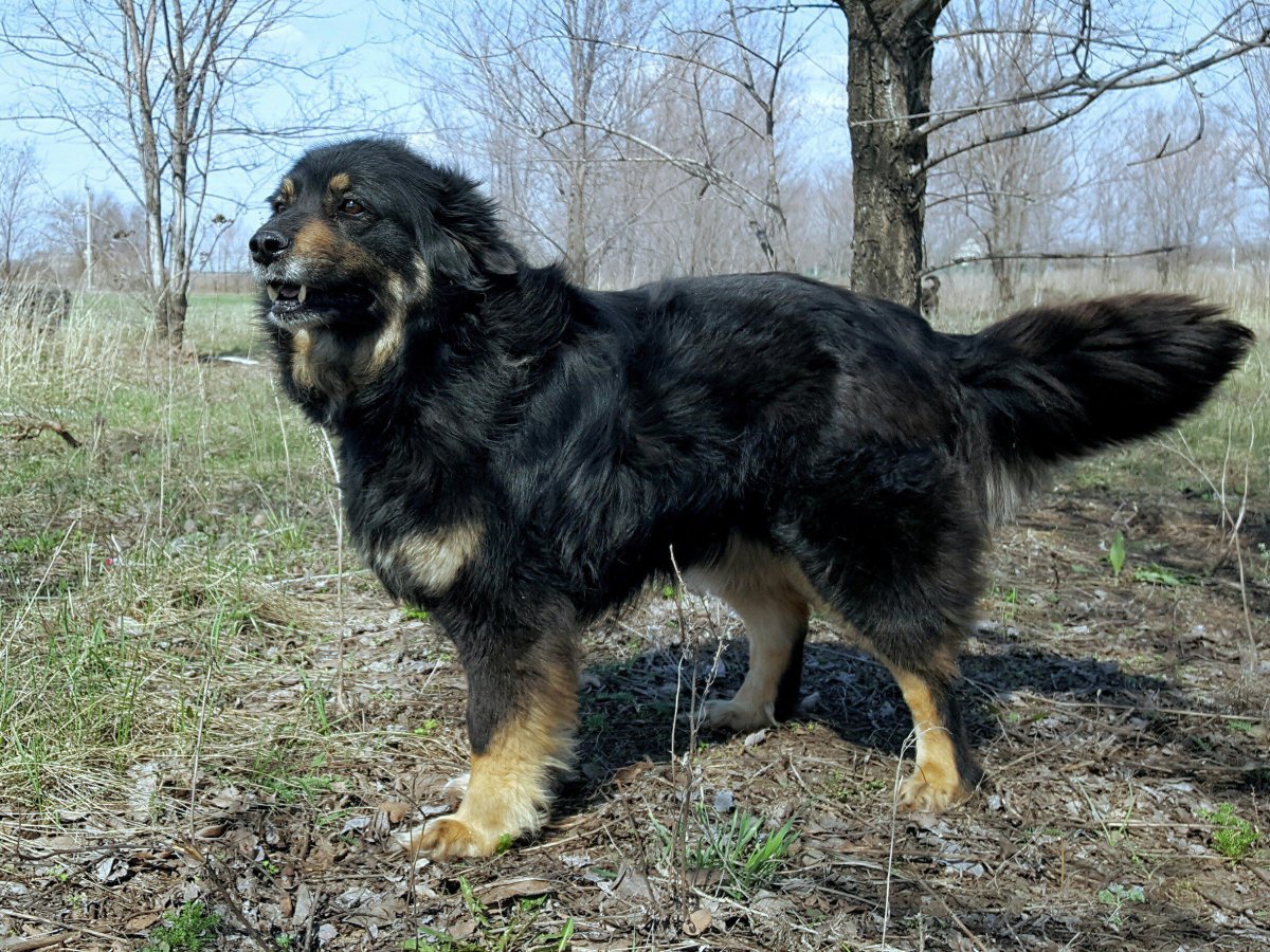 Московская сторожевая девочка