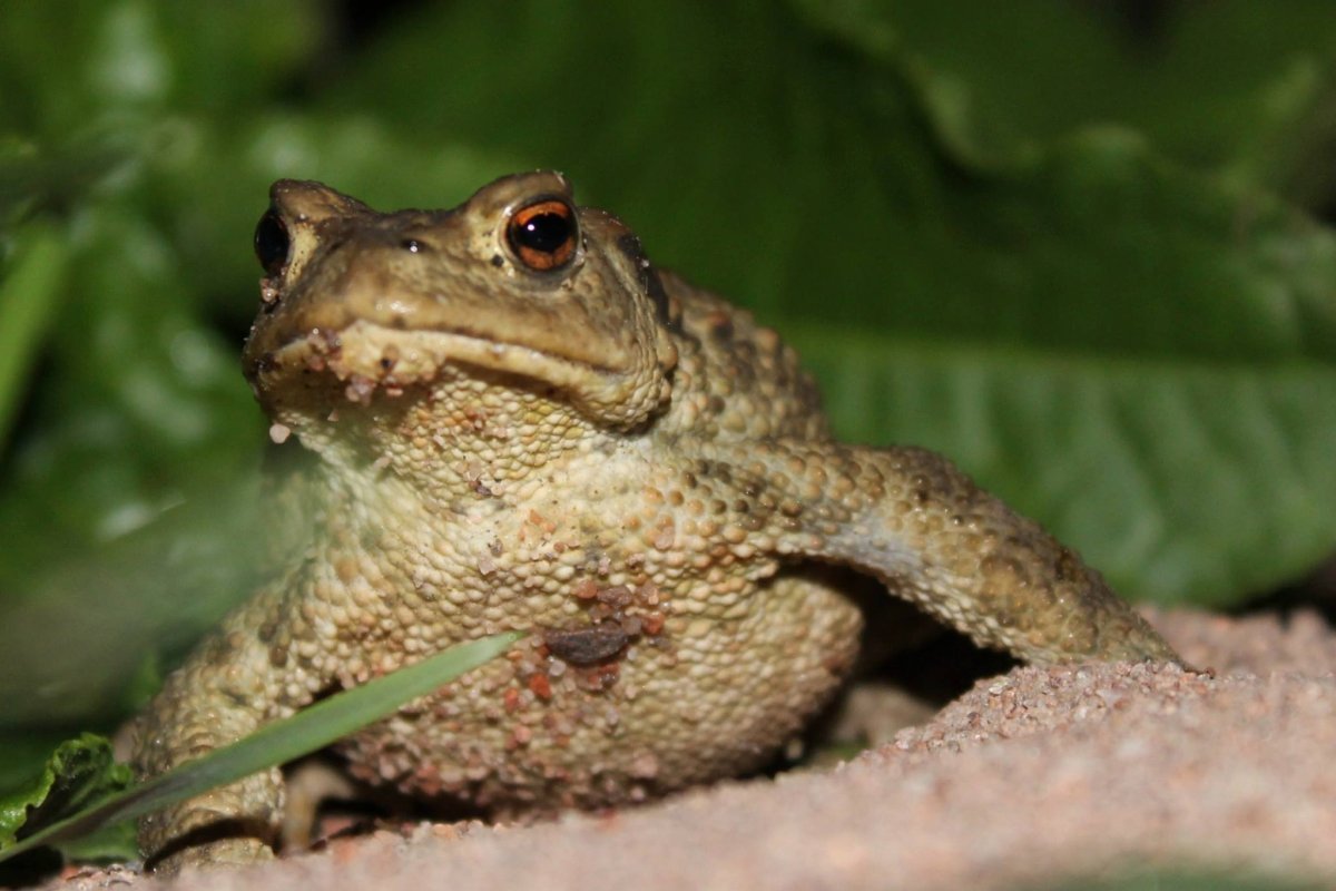Голубой древолаз (dendrobates Azureus)