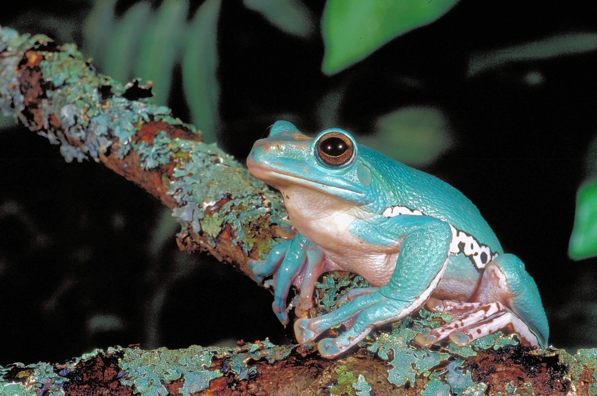 Лягушка альбинос