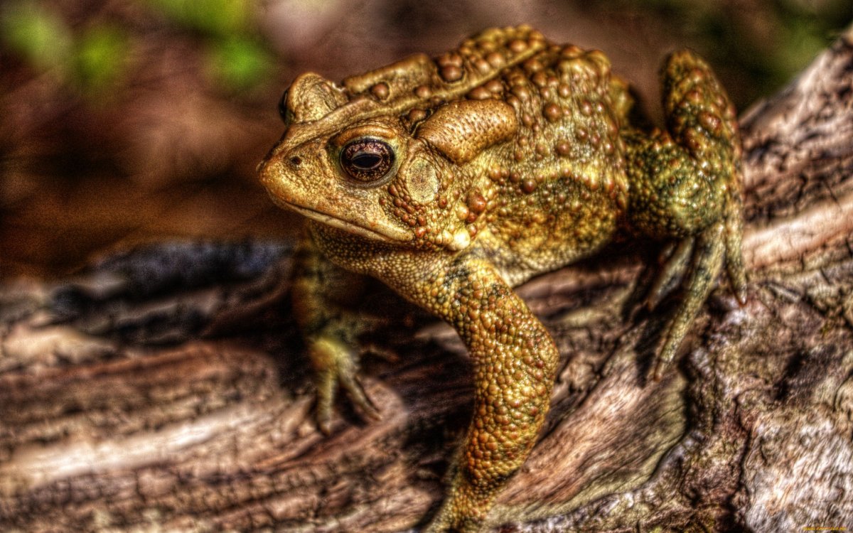 Крым пятнистая жаба