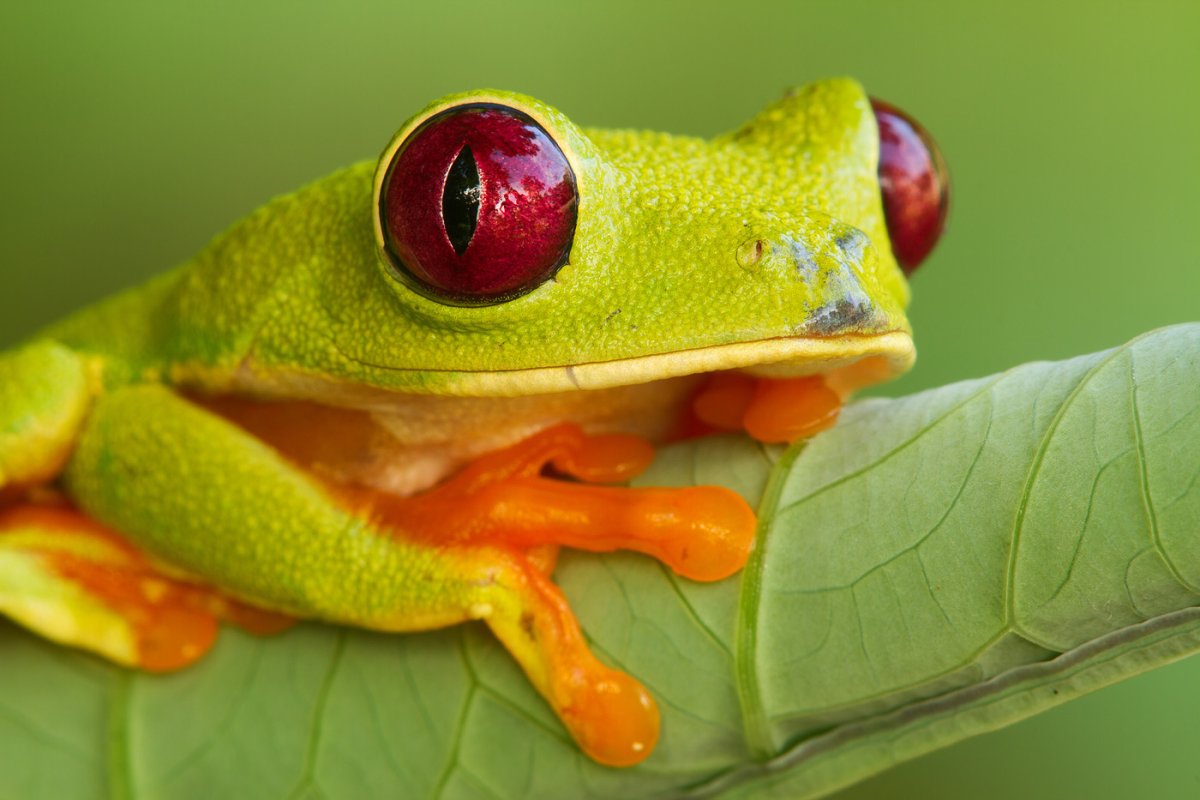 Популярная лягушка