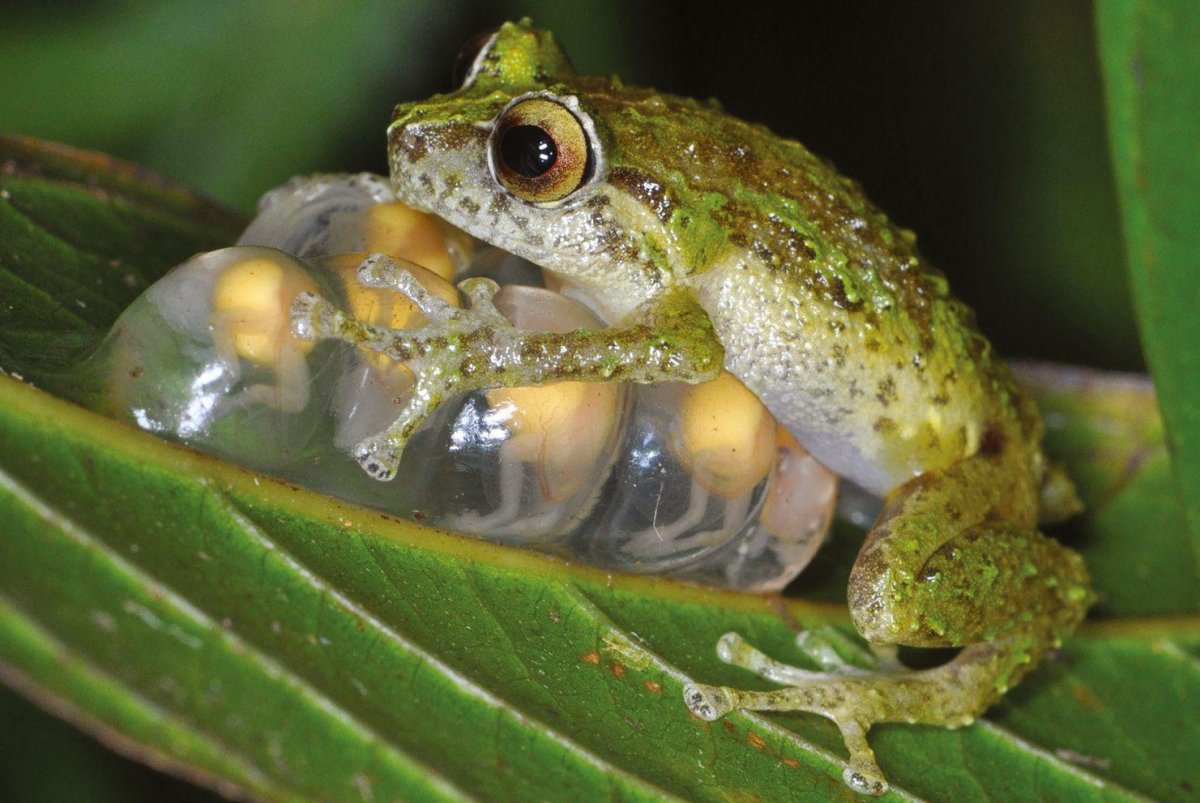 Скользящая древесная лягушка