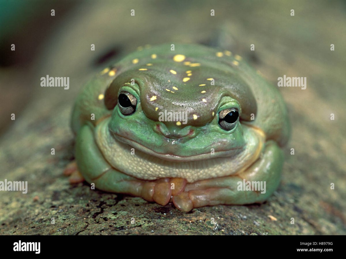 Лягушка ПИСКУНЬЯ