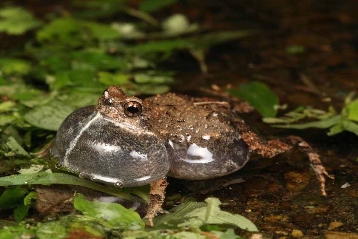 Лягушка саламандра