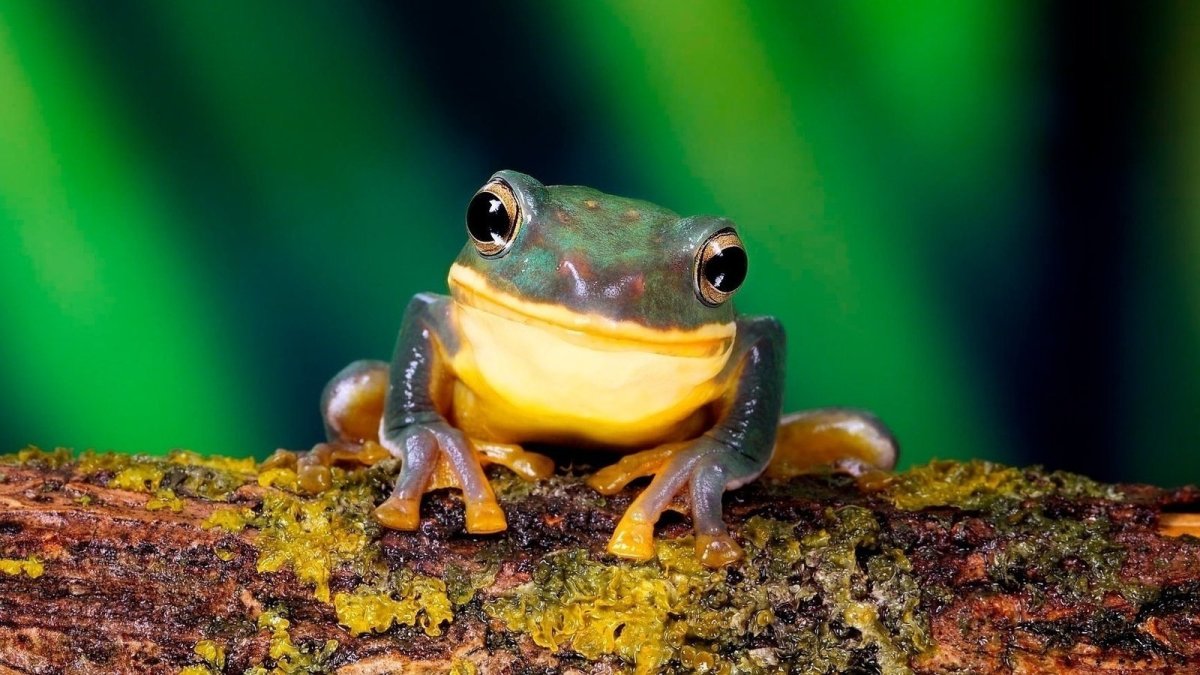 Лягушка на веточке