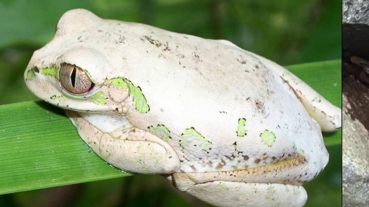 Желтоглазая квакша