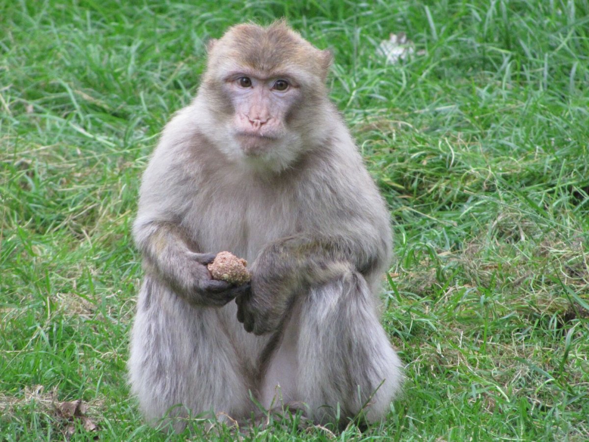 Спаривание бабуинов