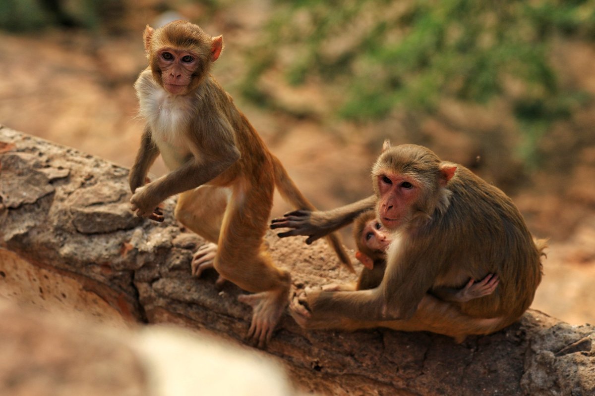 Макака магот