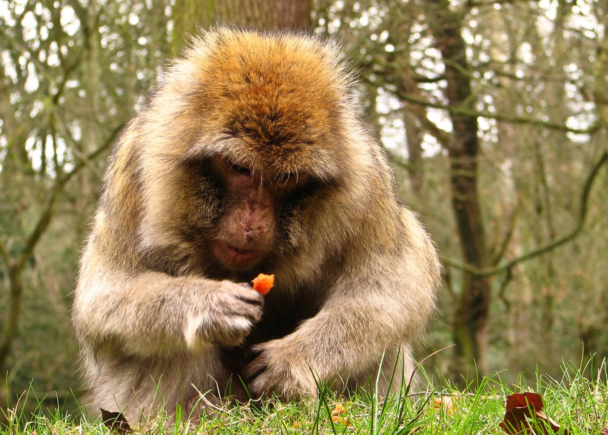 Берберийские макаки