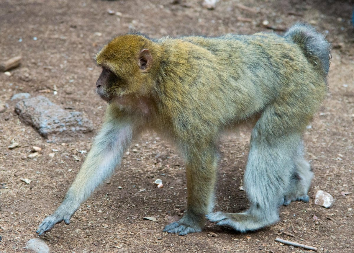 Бесхвостые макаки