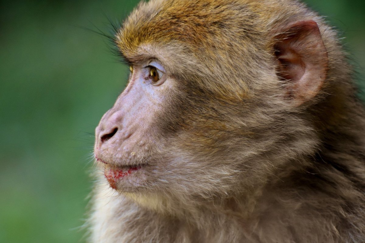 Вымирающие мартышки