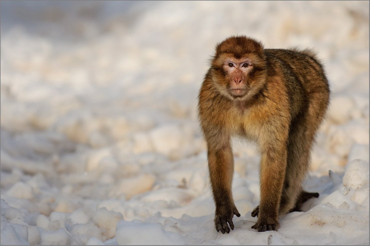 Макак магот