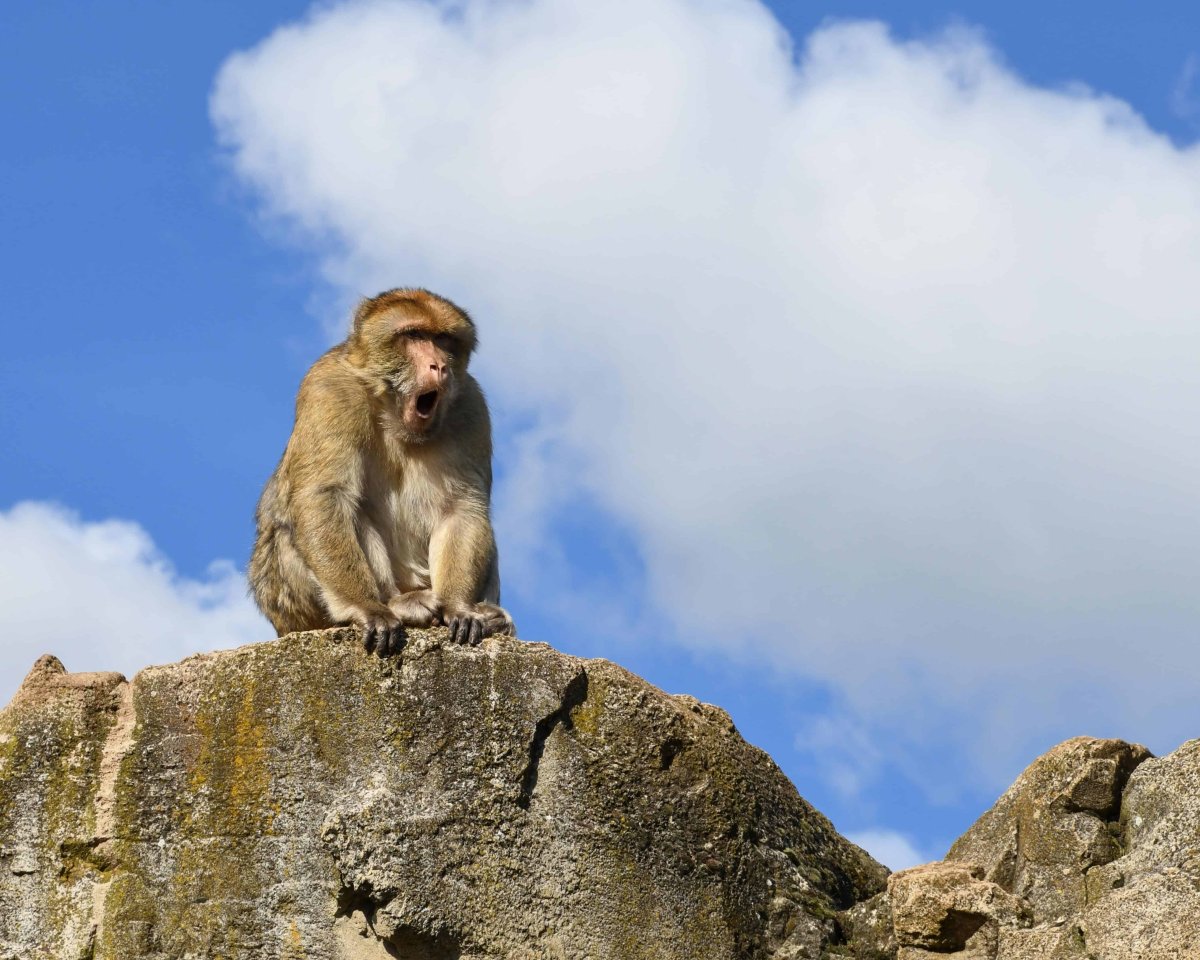 Обезьяна Гиббон
