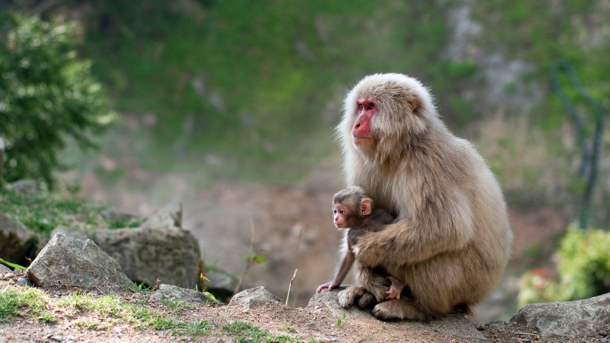 Гульман макака-резус
