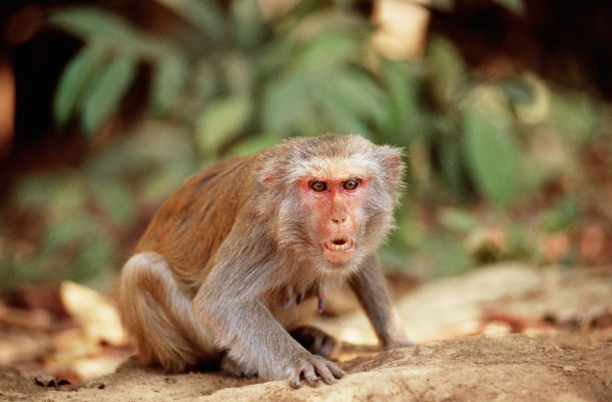 Rhesus Monkey