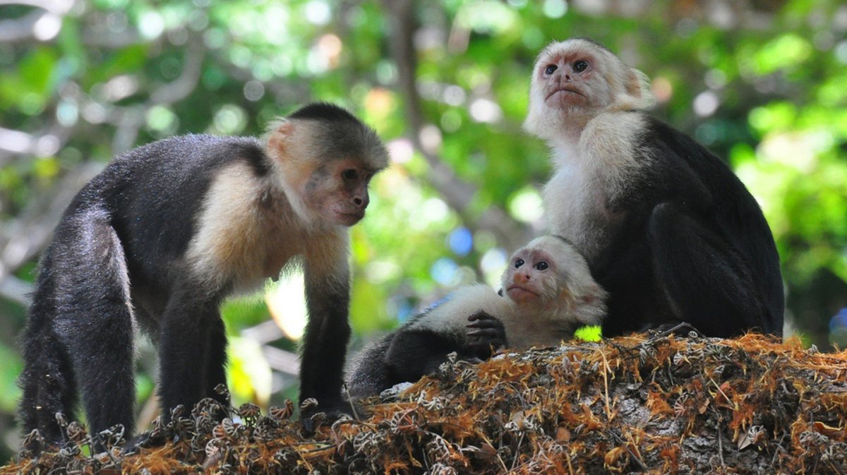 Обезьяна макака резус