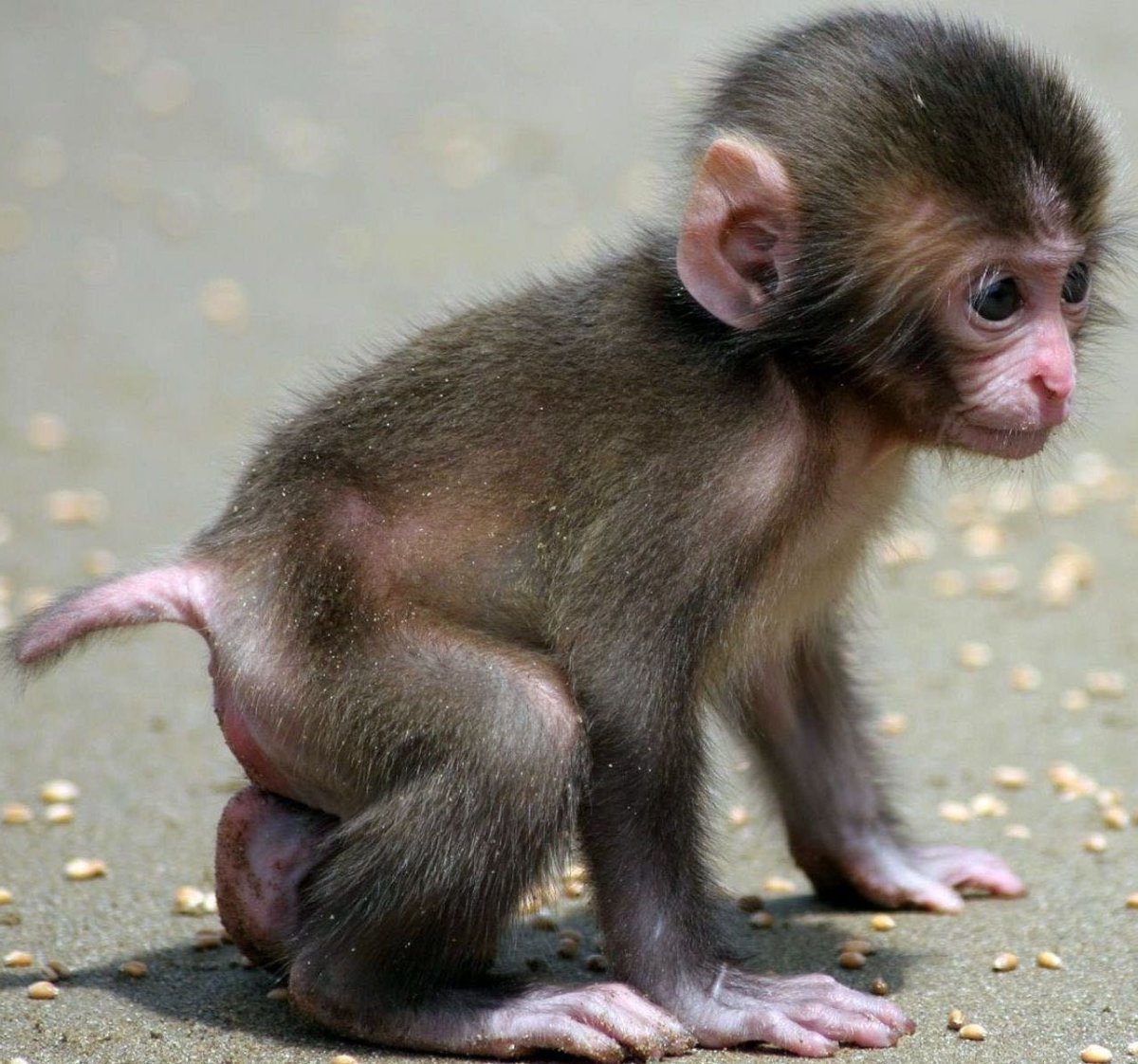 Макак магот