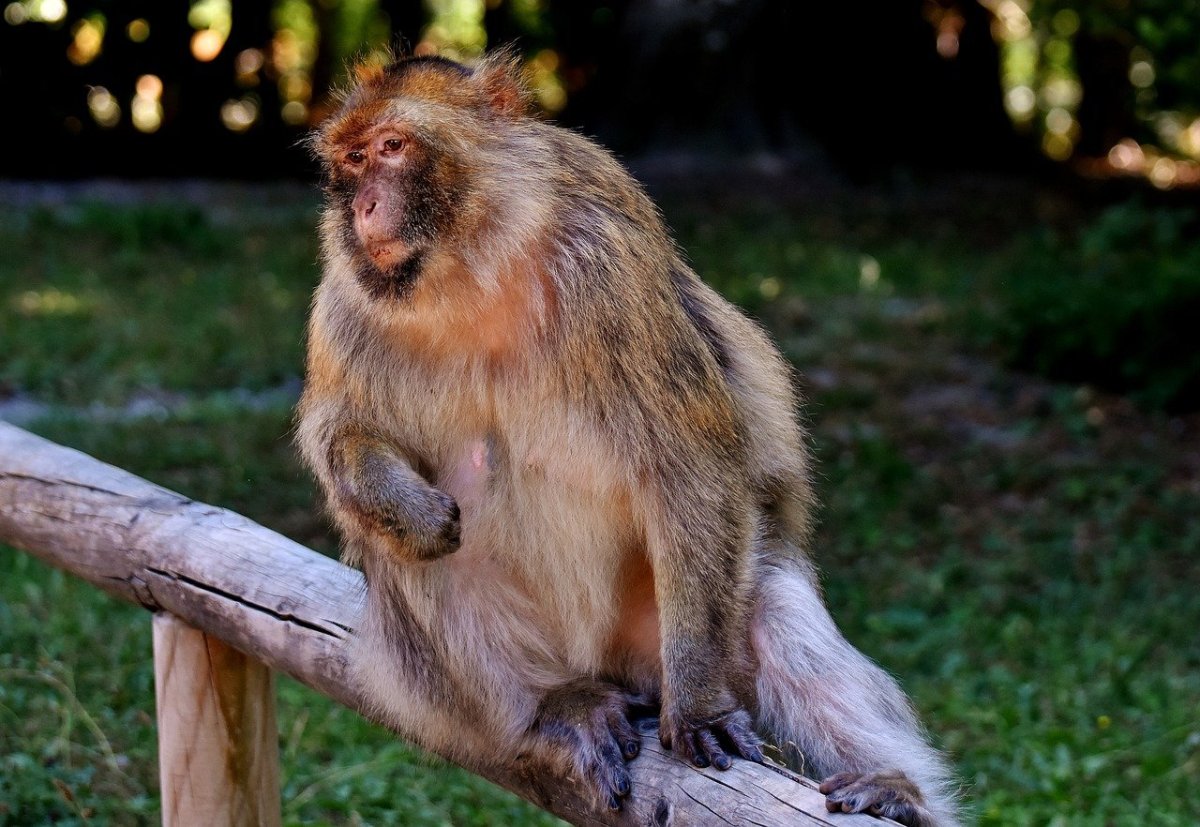 Берберийская макака