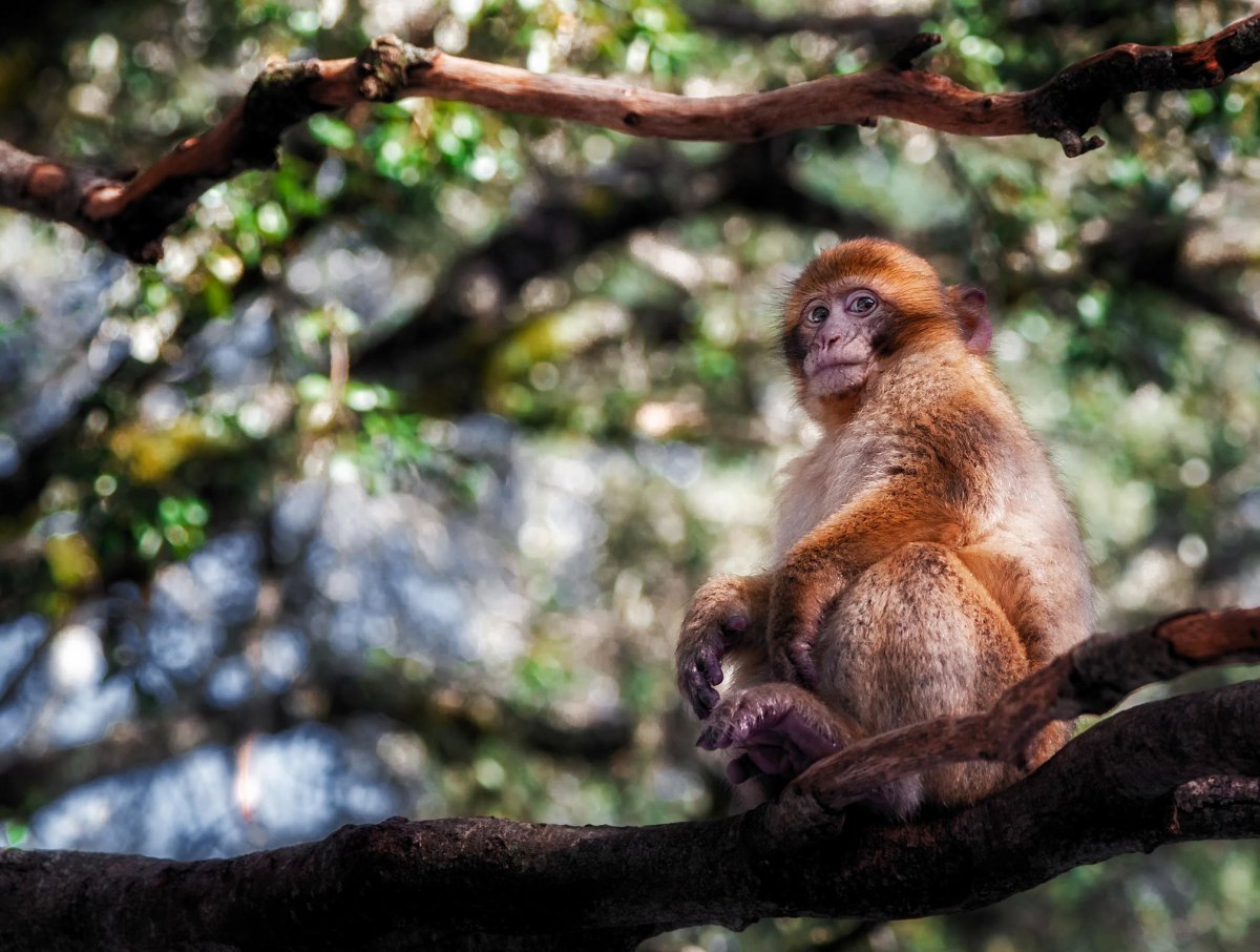 Магот берберская обезьяна