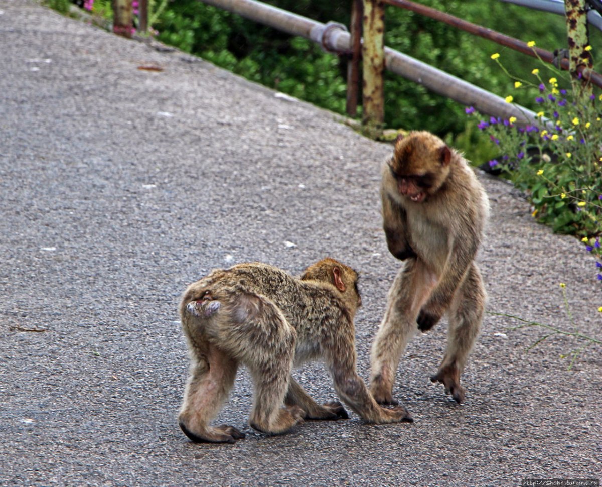 Две мартышки