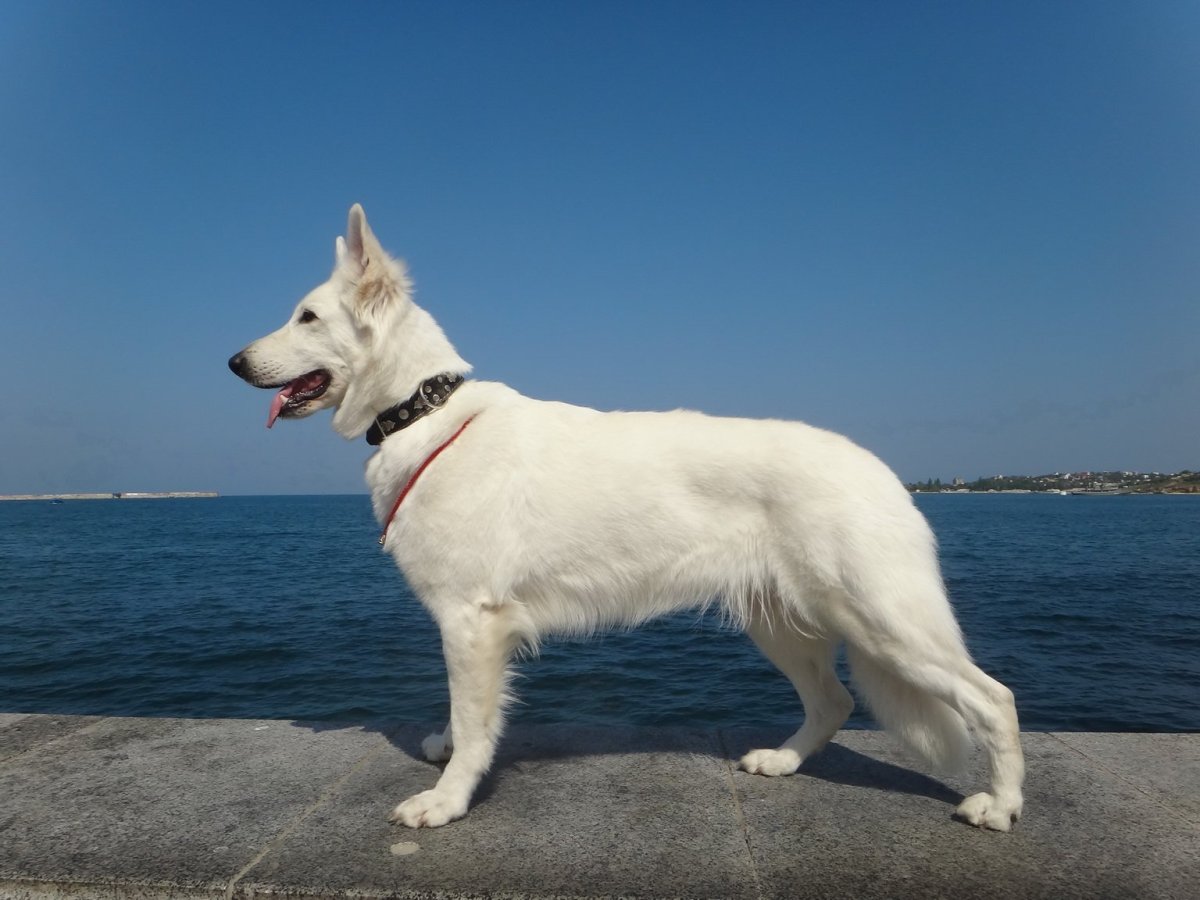 Белая швейцарская овчарка вольт