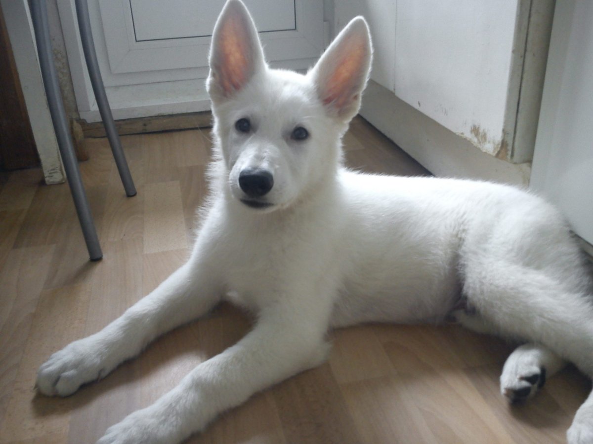 Собака вольт мультфильм