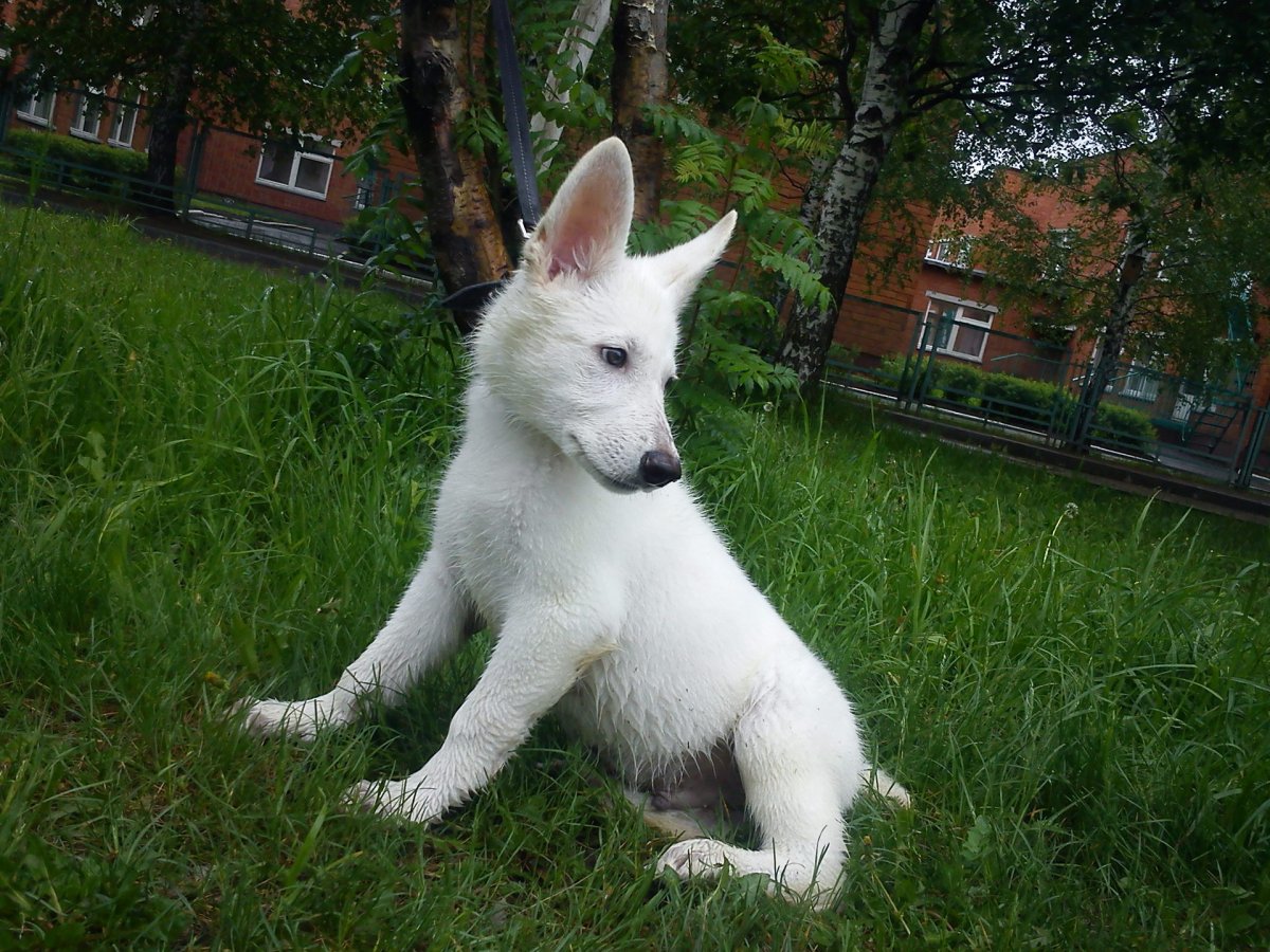 Мультфильм вольт/Bolt Walt Disney