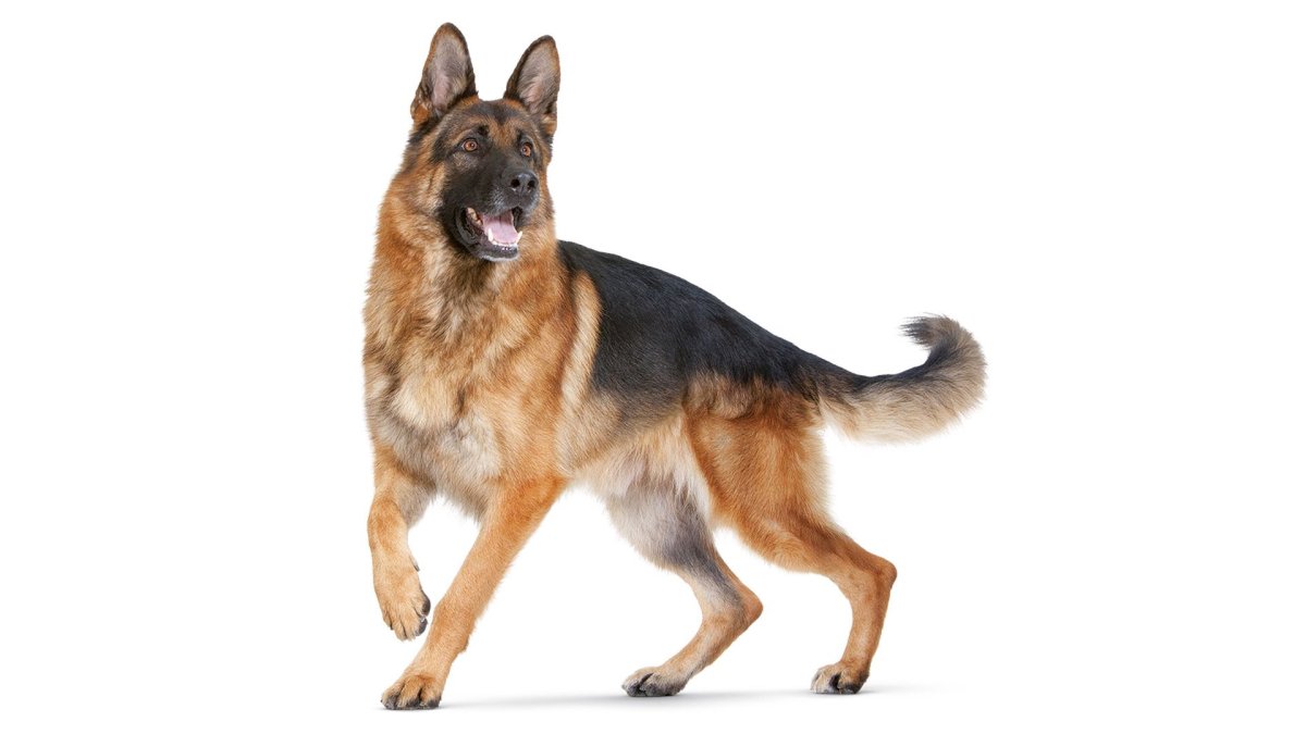 Фильм про немецкую овчарку Пальма