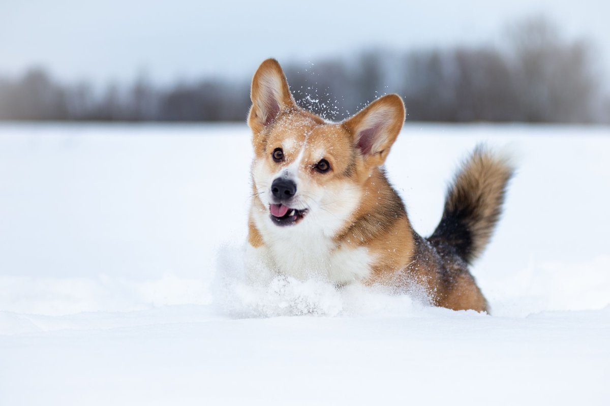 Корги пемброк овчарка