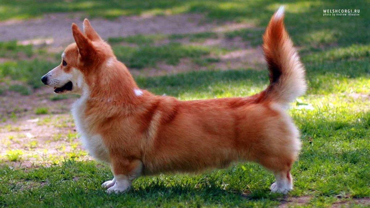 Корги коротколапый