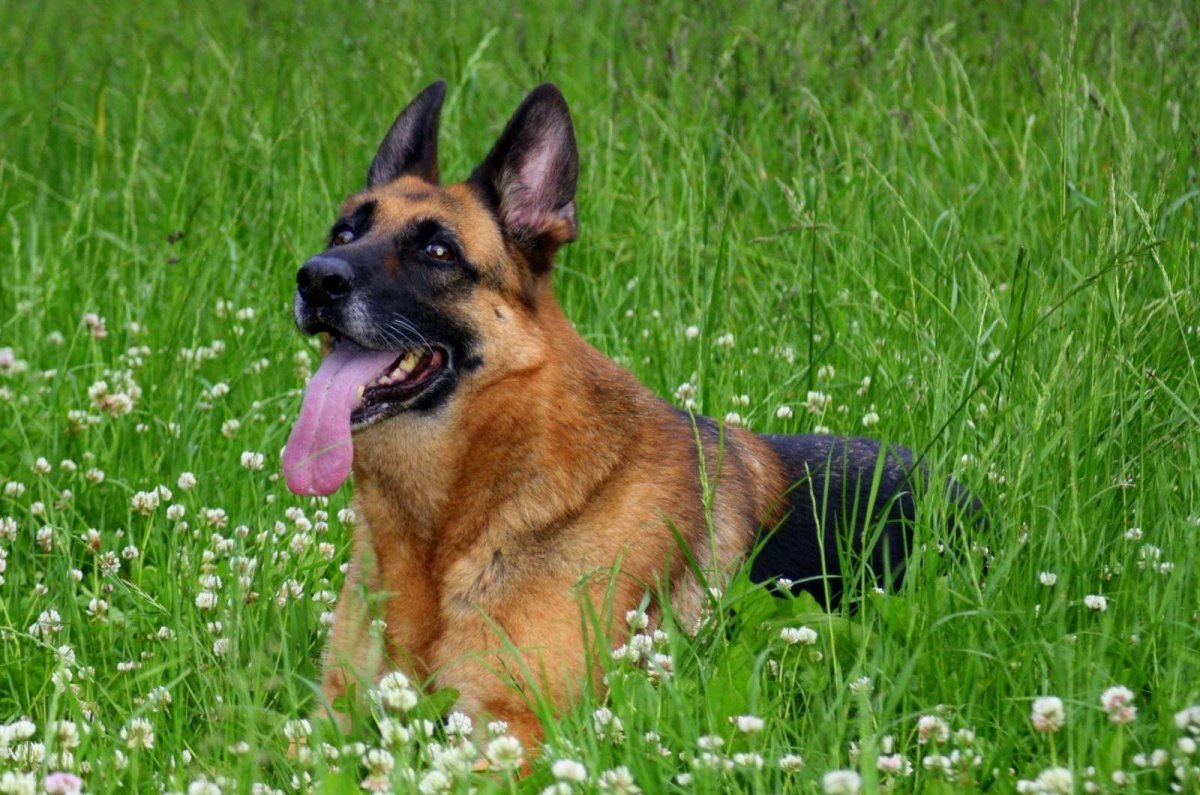 Лай немецкой овчарки