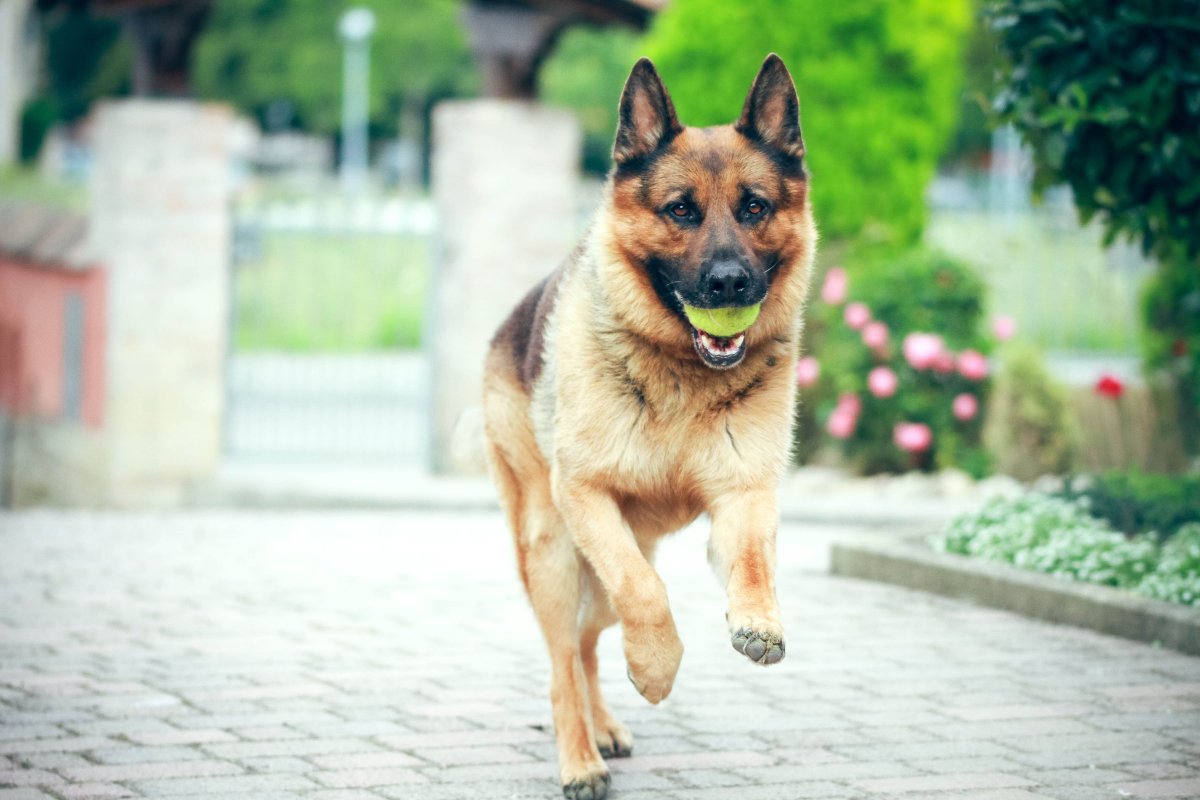 Овчарка Квазимодо