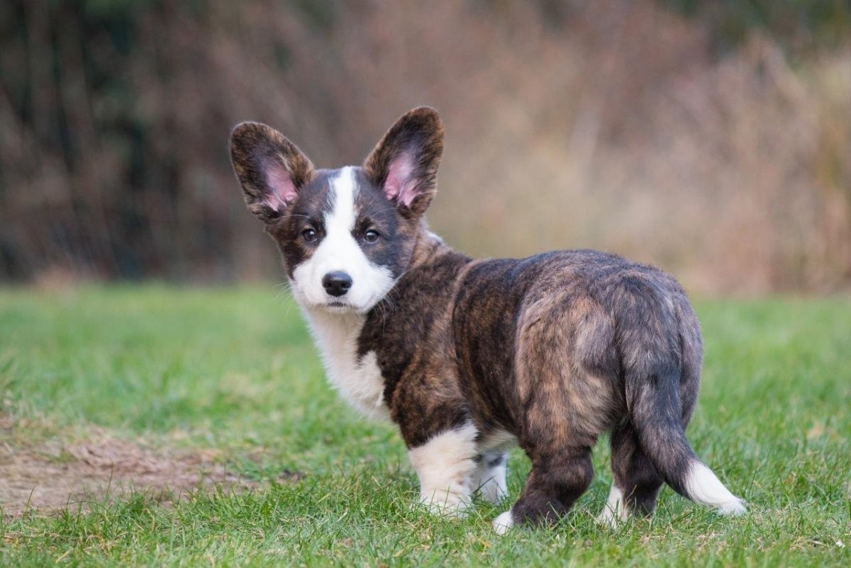 Вельш корги кардиган