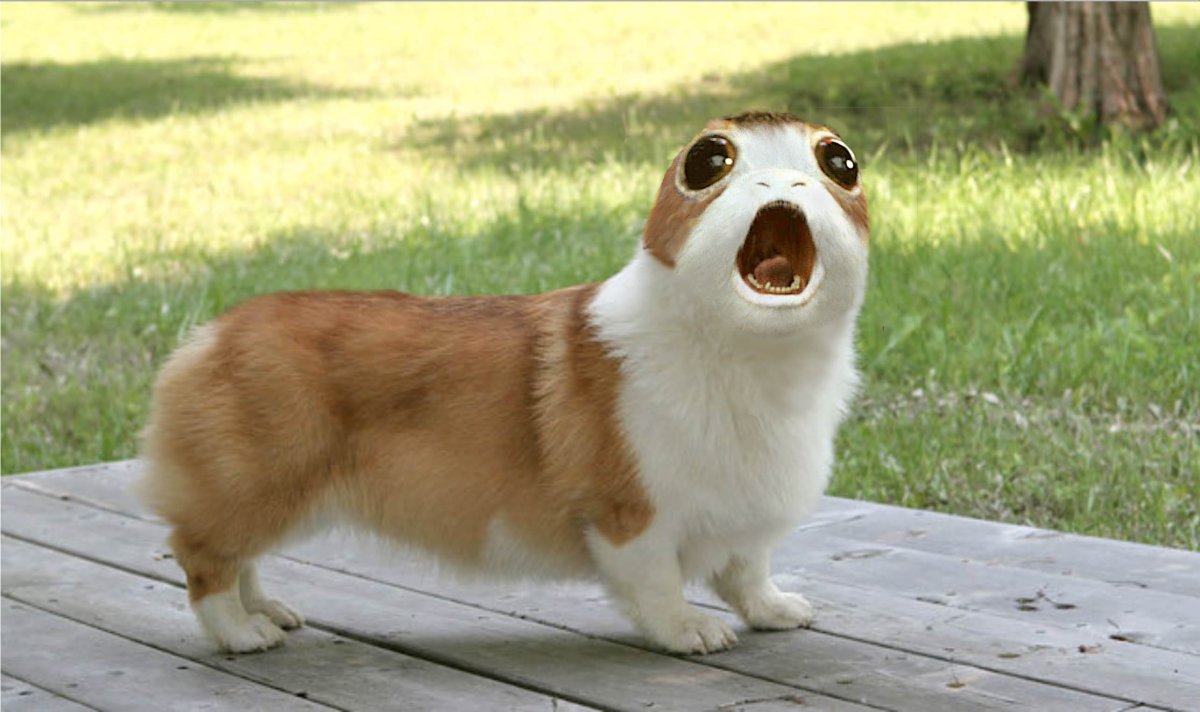 Порода вельш корги