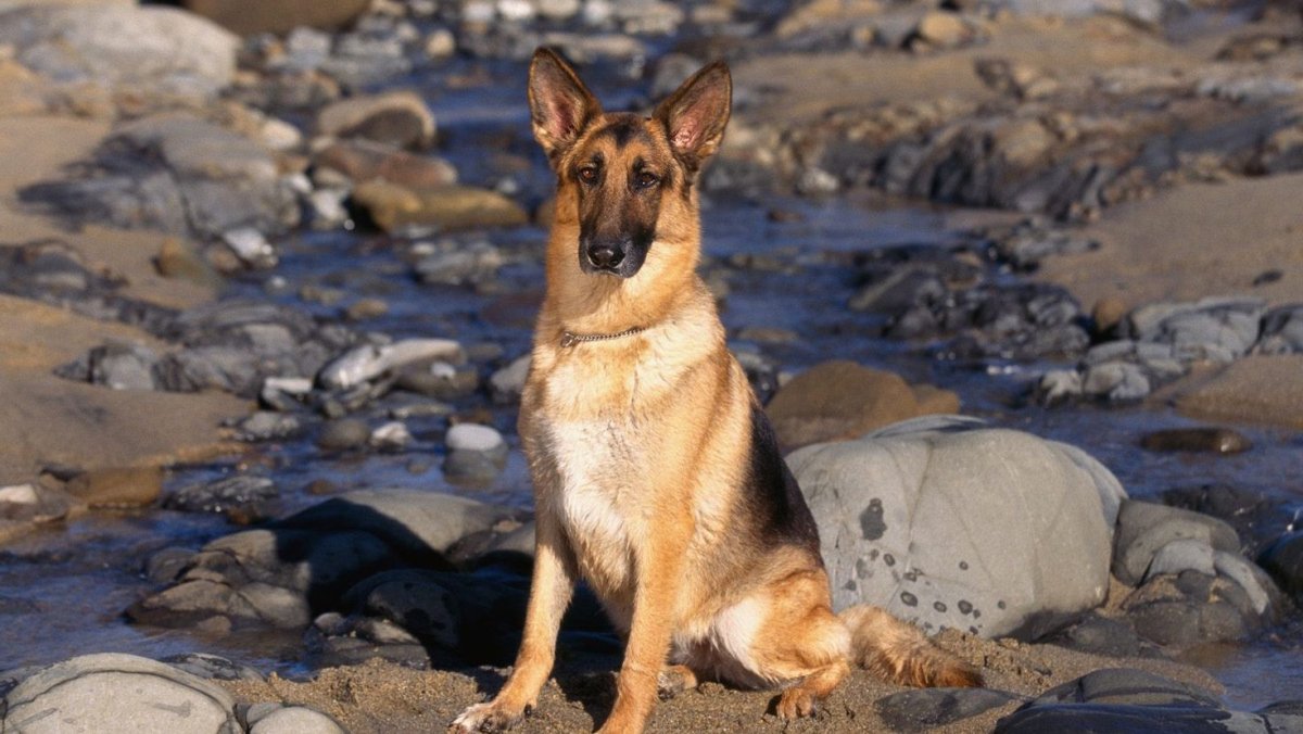 Немецкая овчарка Шеферд