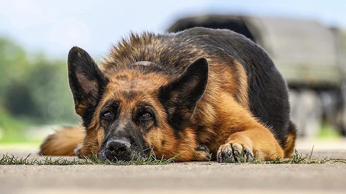 Голландская овчарка Квазимодо псина